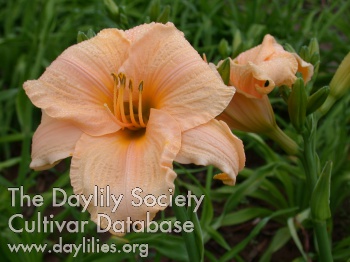 Daylily Bunny Puff
